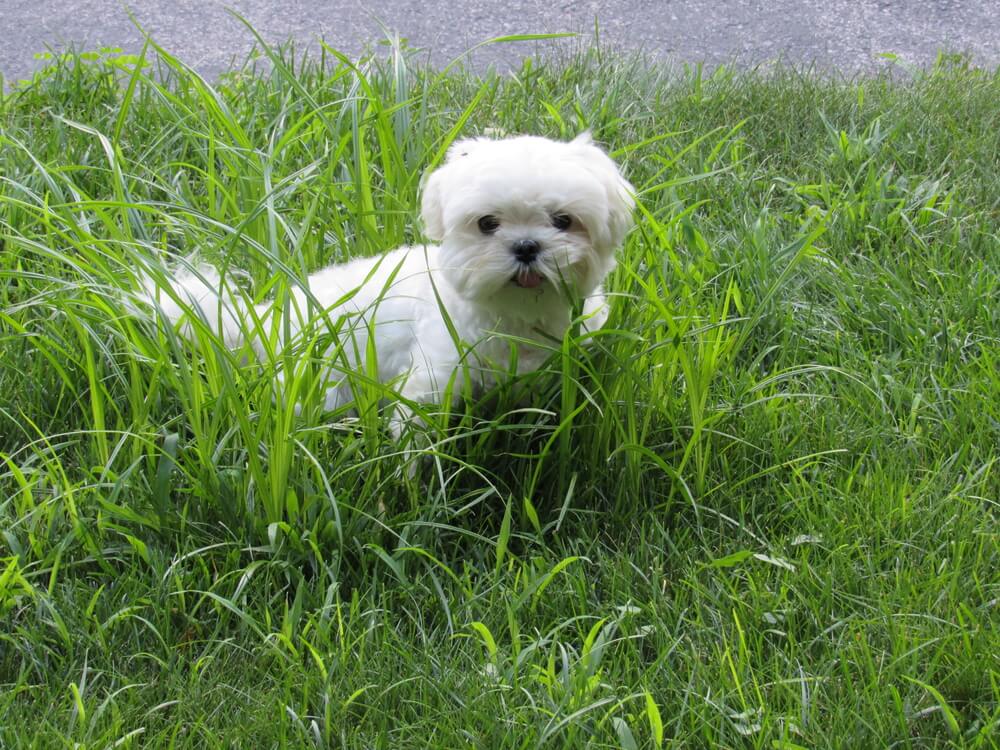 A white male toy Maltese dog outside in tall grass