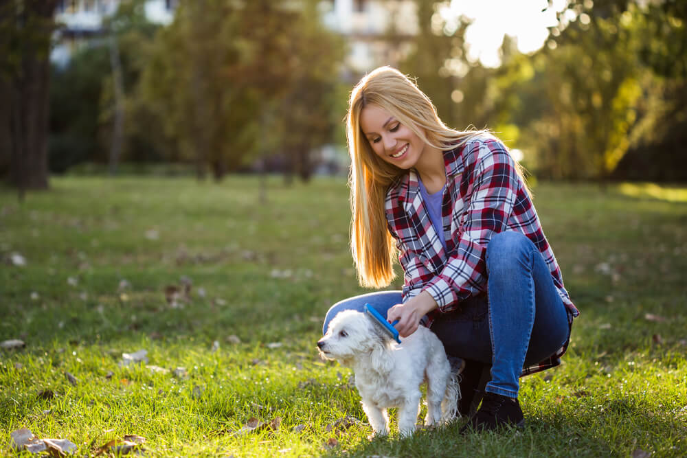Beautiful woman combing her Maltese dog in the park