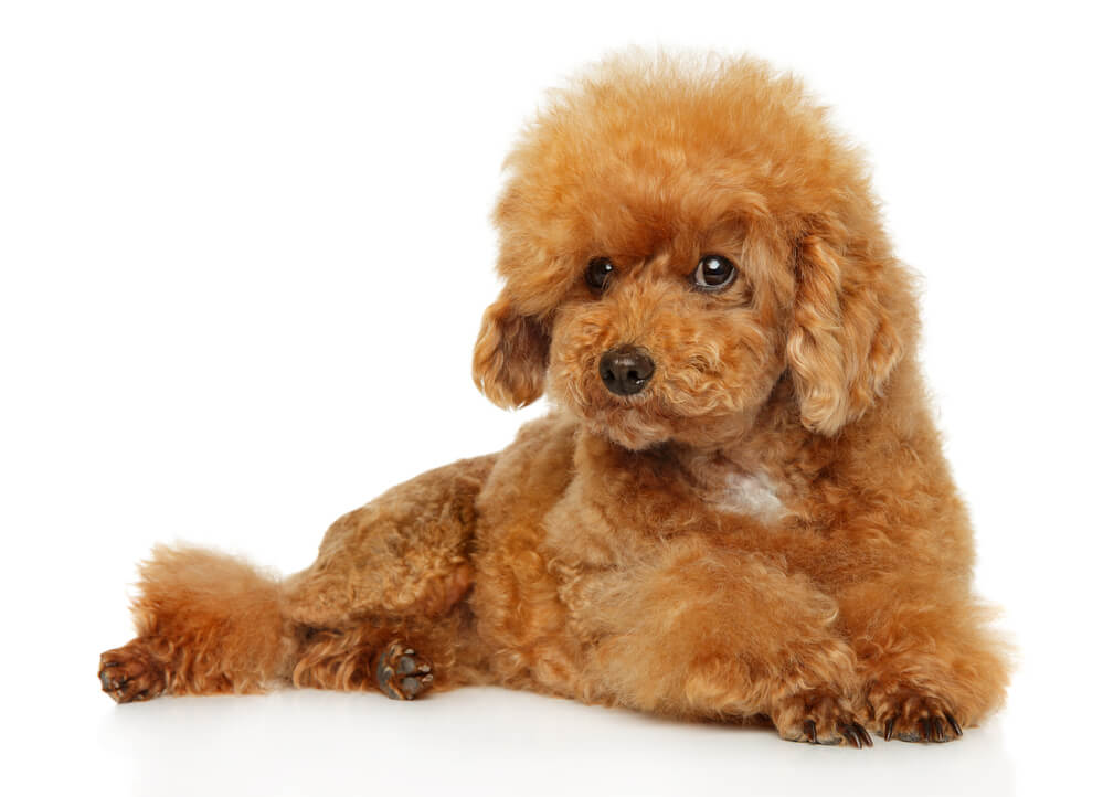 Cute Maltipoo puppy looking at the camera on a white background