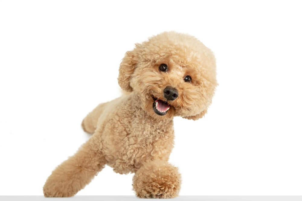 Cute puppy of Maltipoo dog posing isolated over white background