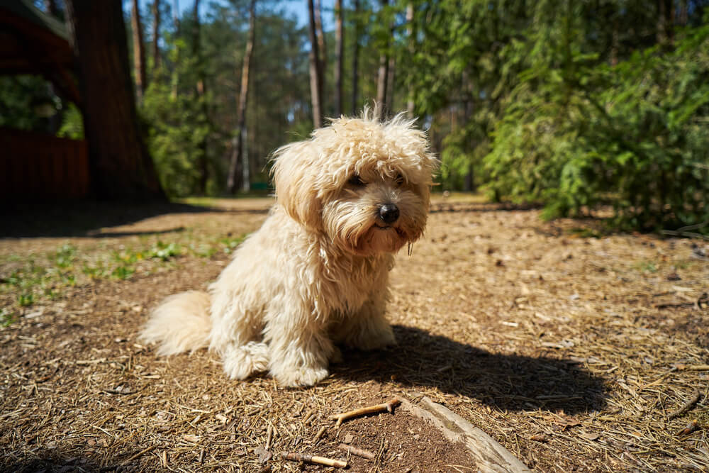 Little dog lies on the pine needles in the summer